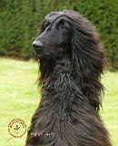 Afghan Hound 9T072D-069